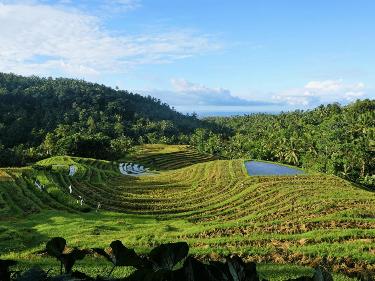 Clove Tree Hill Blimbing (Bali) Exterior foto