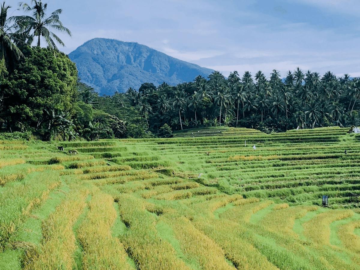 Clove Tree Hill Blimbing (Bali) Exterior foto